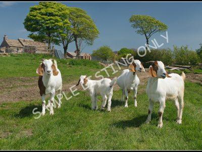 Libyan Live Boer Goats