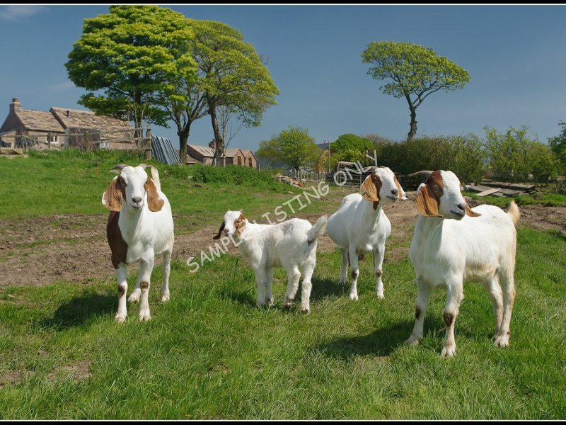 Libyan Live Boer Goats