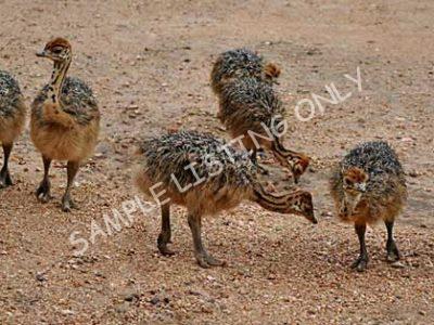 Libya Ostrich Chicks