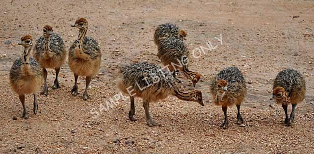 Libya Ostrich Chicks