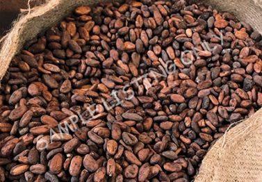 Libya Cocoa Beans