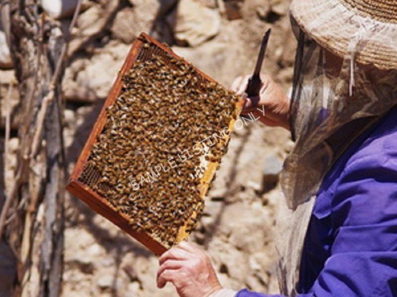 Pure Libya Honey