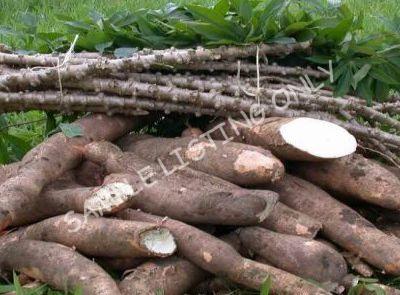 Fresh Libya Cassava