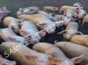 Libya Healthy Pigs