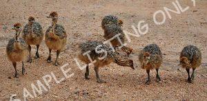Libya Guinea Fowls